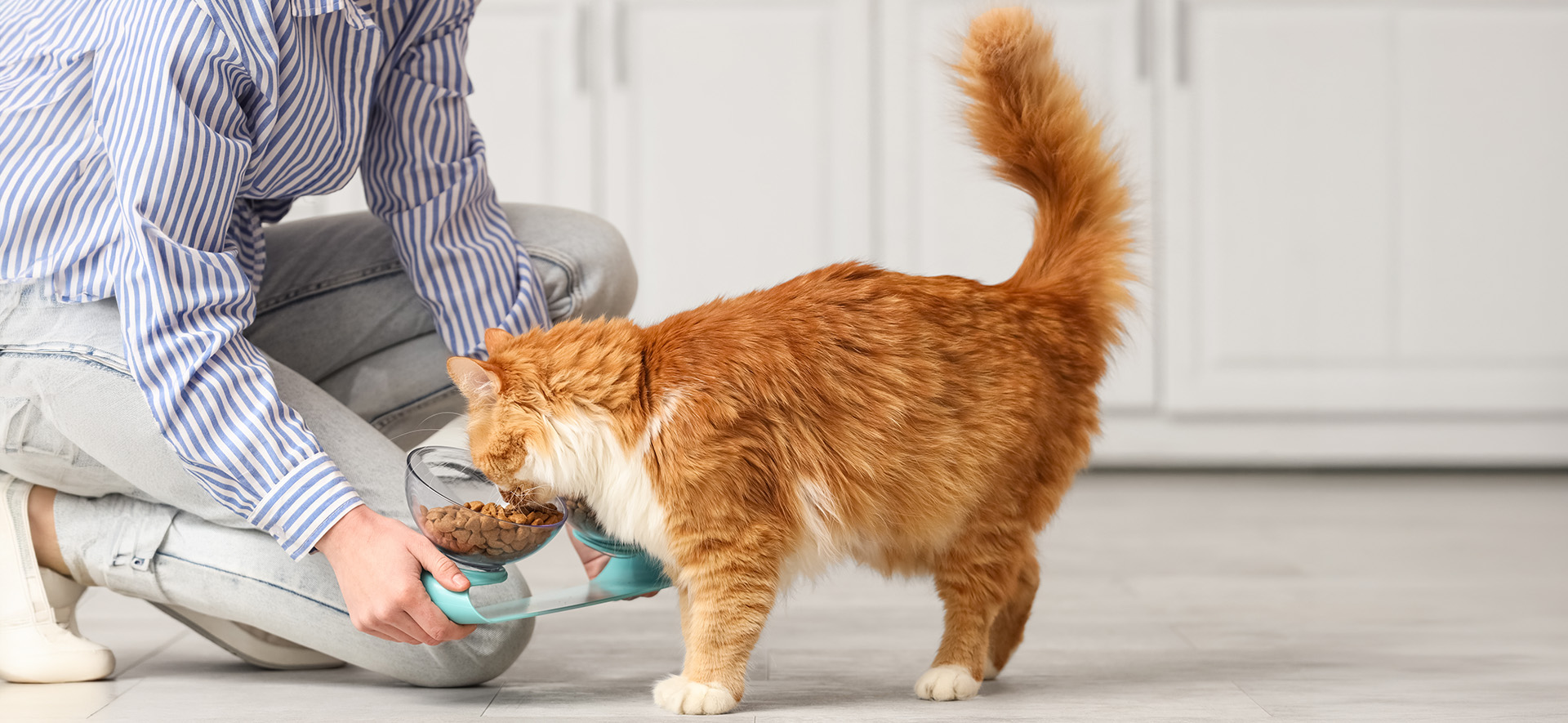 alimento gatos con taurina 